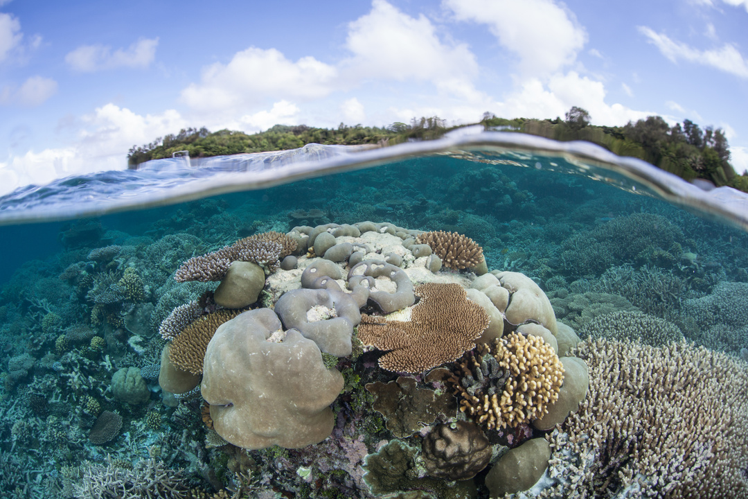 Beautiful Coral Reef in Palau