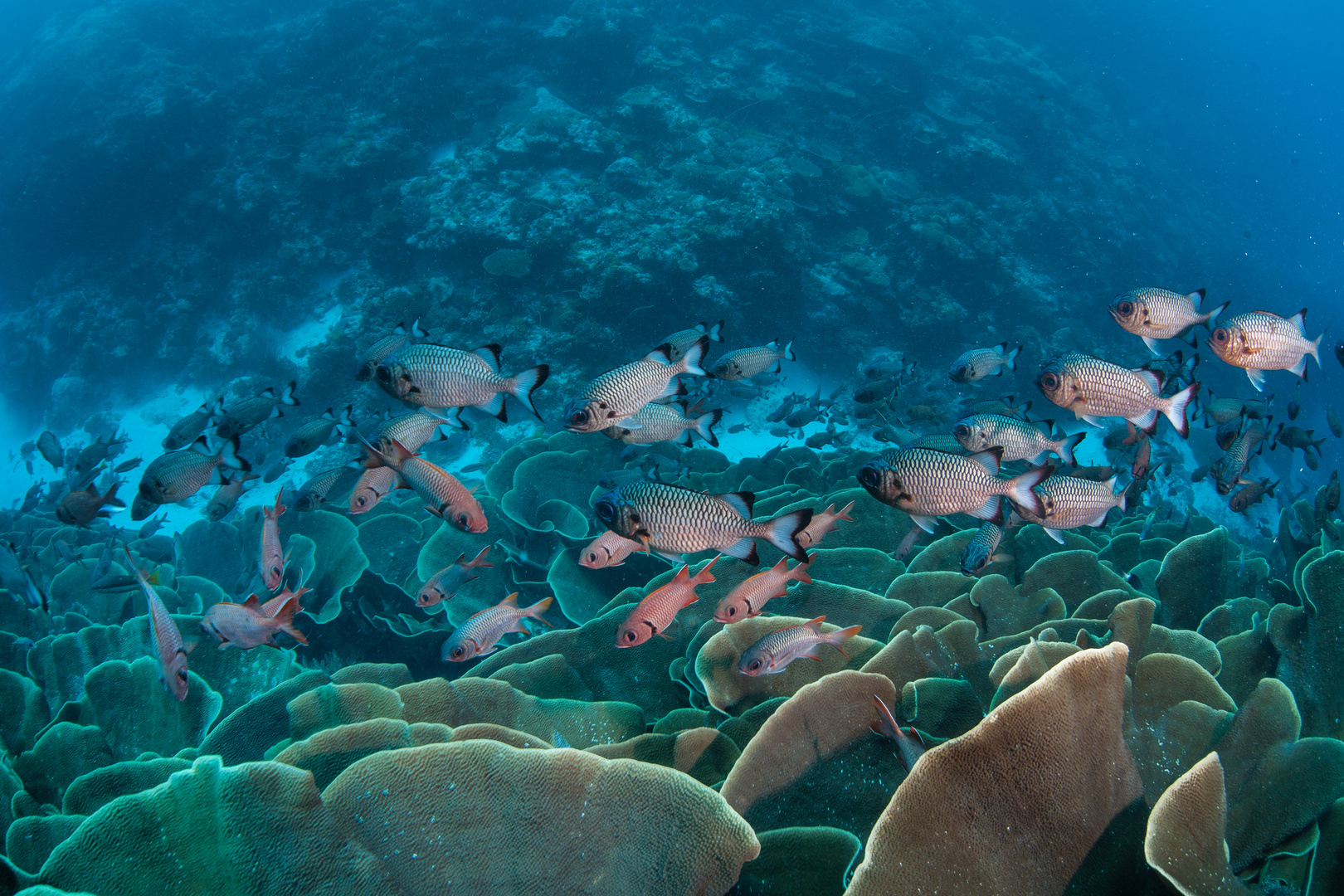 Fish and Corals in Ulong Channel, Palau